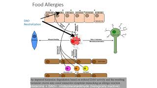 All you need to know about DAO Diamine Oxidase [upl. by Nawtna]