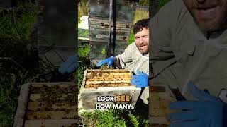 Urgent Final Call for Varroa Treatment This Year [upl. by Lansing]