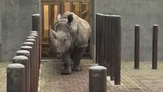 De neushoorns gaan frisse lucht halen  Burgers Zoo Natuurlijk  Arnhem [upl. by Annaiv]