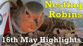 16th May Highlights  robin activity from the nest [upl. by Ahsad]