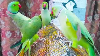 Dancing And Chatterbox Ringneck Parrots Talking  Full Of Fun Green Speaking Parrots [upl. by Kieffer69]