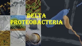 DELTA PROTEOBACTERIA [upl. by Jaella258]