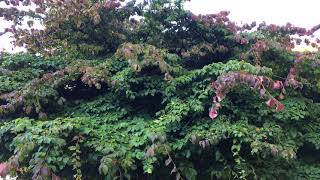 Persian ironwood Parrotia persica  tree  July 2018 [upl. by Audra]