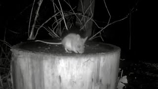 Long tailed Field Mouse aka Wood Mouse [upl. by Clein]