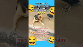 Urubu tentando comer cão vivo 😂😂engraçado memes [upl. by Sandry640]