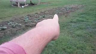 Why Grass Clippings Are the Best Mulch For Gardens [upl. by Player]