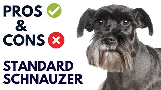 Standard Schnauzer Dog Pros And Cons  Standard Schnauzer Advantages And Disadvantages [upl. by Annagroeg]