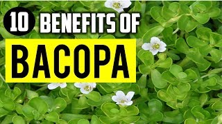 10 Amazing Benefits Of Bacopa monnieri or Brahmi For Skin Hair And Health [upl. by Spearing]