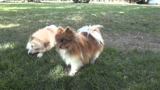 Pomskies Pomsky Full Grown playing in Yard [upl. by Roseanne]