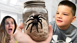 TARANTULA in the HOUSE BUG CATCHING with Caleb Playing with SPIDERS SNAKES and GIANT TARANTULAS [upl. by Selym430]