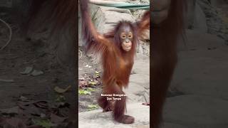 Bornean Orangutan  bornean orangutan zootampa zoo tampabay florida usa asia largest [upl. by Ardnal864]