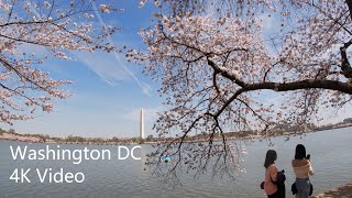 Washington DC Cherry Blossom 🌸 Festival April 2019 4K [upl. by Elrak847]