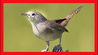 Ratona Común Canto  House Wren Bird Song  House Wren Bird Call  Troglodytes Aedon [upl. by Forrester]