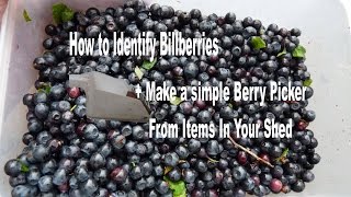 Home Made Fruit  Berry Picker  Harvester  Bilberry Identifying Picking In Devon UK [upl. by Attekahs]