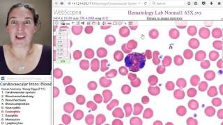 Blood 6 Eosinophils [upl. by Anahsed200]