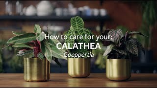 How to care for your Calathea  Grow at Home  RHS [upl. by Ynnhoj]