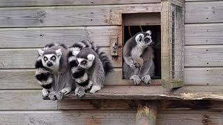 Ringtailed Lemurs [upl. by Lewls]