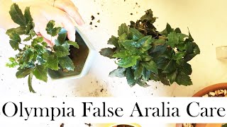 Olympia False Aralia Care Tips and RePotting [upl. by Mani]