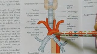 TRACHEA ANATOMYNOTESBDCHAURASIATHORAX ANATOMY [upl. by Mastrianni366]