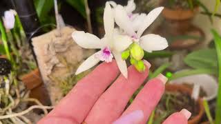 EpiSnow fantasy Blc Key Lime Stars C Amazone Coerulea Prosthechea Cochleata [upl. by Asira21]