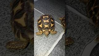 Indian Star tortoise Tortoise video Tortoise cute beby video pets turtle tortoise [upl. by Adarbil934]