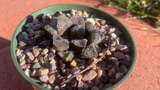 HAWARTHIA CONOPHYTUM CALCULUS CONOPHYTUM BILOBUM DINTERANTHUS VANZYLII AND MORE [upl. by Naols]