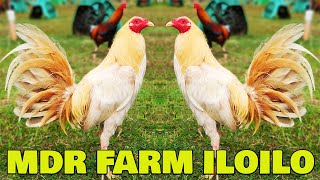 Nice Quality MDR FARM Iloilo Philippines [upl. by Kcirddot998]