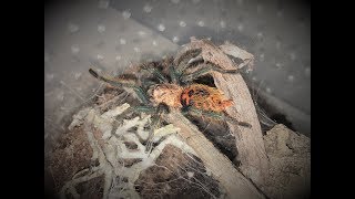 Chromatopelma cyaneopubescens  piękny pająk z Wenezueli [upl. by Aydiv]