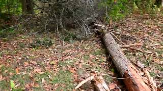 Riding in Sonnys 4X4 checking out Foliage in my woods [upl. by Uta999]