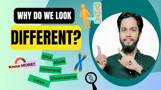 What are Chromosomes  DNA  Genes  Alleles [upl. by Ettelegna]