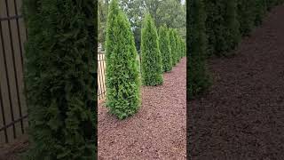 Emerald Green arborvitae [upl. by Formenti]