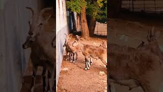 🦬 Полорогие лат Bovidae — крупное семейство жвачных парнокопытных животныезоопарка zoo [upl. by Rebak]