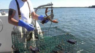 Boothbay Lobster Co Wicked fresh Maine lobster [upl. by Laurence]