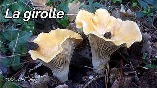 Girolle  identification et biotope [upl. by Drallim]