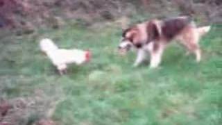 Buster Vs Rooster 1 [upl. by Jezreel]