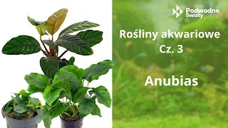 Rośliny akwariowe cz3 Anubias [upl. by Winfield]