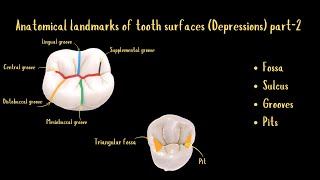 Anatomical Landmarks of Tooth Surfaces Depressions Part2 [upl. by Llednyl]