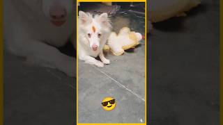 Dogs play😎😍 trending viral [upl. by Dnob]