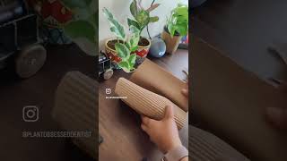 My new plant mail unboxingvideo from growcerys Philodendron Melanochrysum plantmail ytshorts [upl. by Lyrehc]