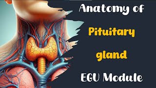 Pituitary gland  Anatomy  EGU module  Med Robot  Lecture 1  Adham Saleh [upl. by Barthol]