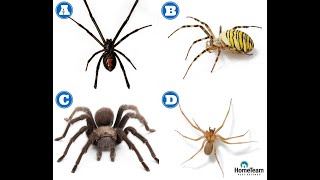 How to Identify Dangerous Spiders  HomeTeam Pest Defense [upl. by Atteloj]