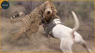 15 Moments Strongest Dogs Fighting Leopards  Dog vs Leopard [upl. by Voss939]