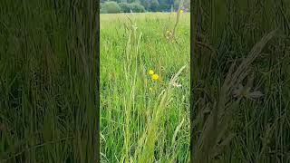 ASMR Summerfeeling im Schwarzwald asmrsummerfeeling summervibesnatur naturliebe biene [upl. by Hay856]