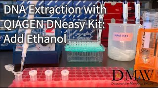 DNA Extraction with QIAGEN DNeasy Kit Add Ethanol [upl. by Silsbye]