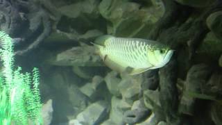 Arowana attacks desert locust [upl. by Keil687]