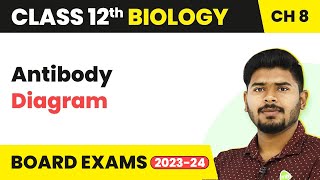 Antibody Diagram  Human Health and Disease  Class 12 Biology 202223 [upl. by Drofnil]