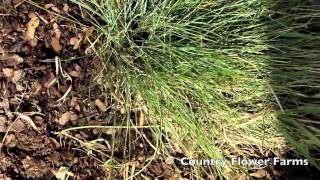 Winter Care for Blue Fescue Grass [upl. by Dewayne]