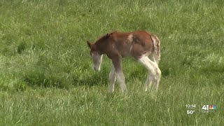 Warm Springs Ranch in Missouri welcomes new Budweiser Clydesdale foal [upl. by Gniy304]