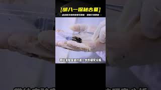 揭秘！2000年前海昏侯的牙齒驚現醫學奇跡，專家斷言：劉賀生前竟患腸胃病 [upl. by Ellehcam]