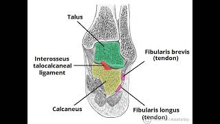 Subtalar Joint PPT Slide Presentation [upl. by Oric122]